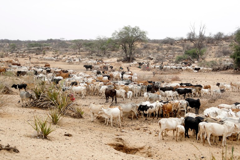 FILE - Cattle roam in Samburu County, Kenya, on Saturday, Oct. 15, 2022. Five countries in East and southern Africa are in the midst of outbreaks of the anthrax disease, with more than 1,100 suspected cases and 20 deaths this year, the World Health Organization said Monday, Dec. 11, 2023. Anthrax usually affects livestock like cattle, sheep and goats as well as wild herbivores. Humans can be infected if they are exposed to the animals or contaminated animal products. (AP Photo/Brian Inganga, File)