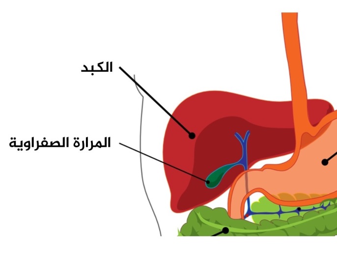 المرارة مرارة كبد حويصلة صفراوية بيكسابي