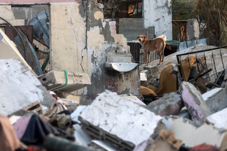 This photograph taken on January 1, 2024 shows a dog atop the rubble of a collapsed building in Rafah in the southern Gaza Strip, amid the ongoing battles between Israel and the militant Hamas group. (Photo by AFP)