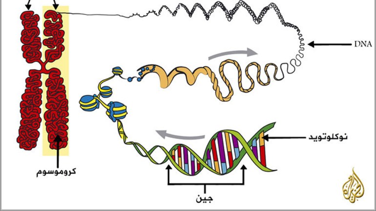 كروموسومات, جينات, موروثات, حمض نووي, DNA, علم الوراثة