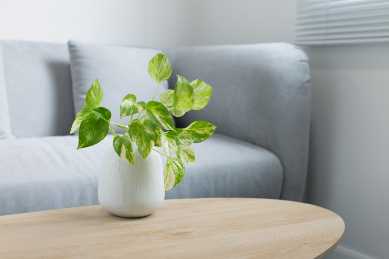 Epipremnum aureum plant on wooden table in living room. Epipremnum aureum (Linden & André) G.S.Bunting in gray ceramic pot.