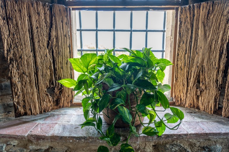 A close up shot of vibrant green devil's ivy plant decorating the window