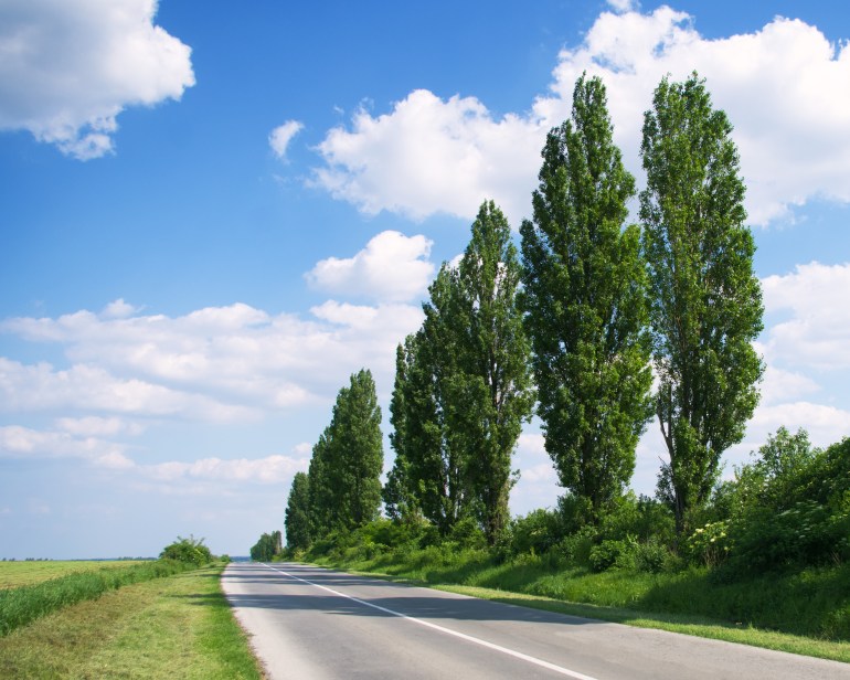 Empty freeway with poplar trees