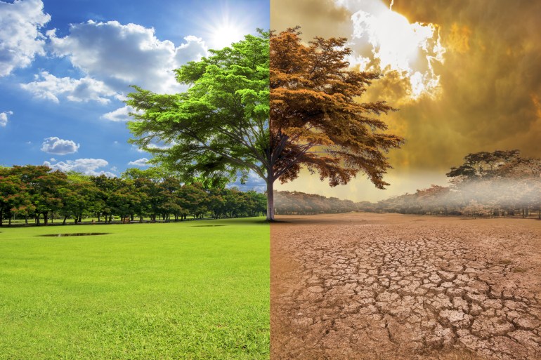 A global warming concept image showing the effect of arid land with tree changing environment, Concept of climate change.