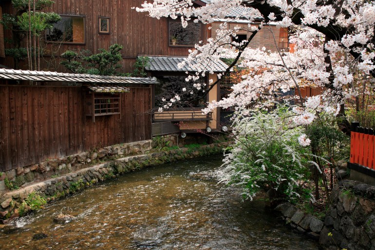 Cherry Blossom Gion Shirakawa غيتي