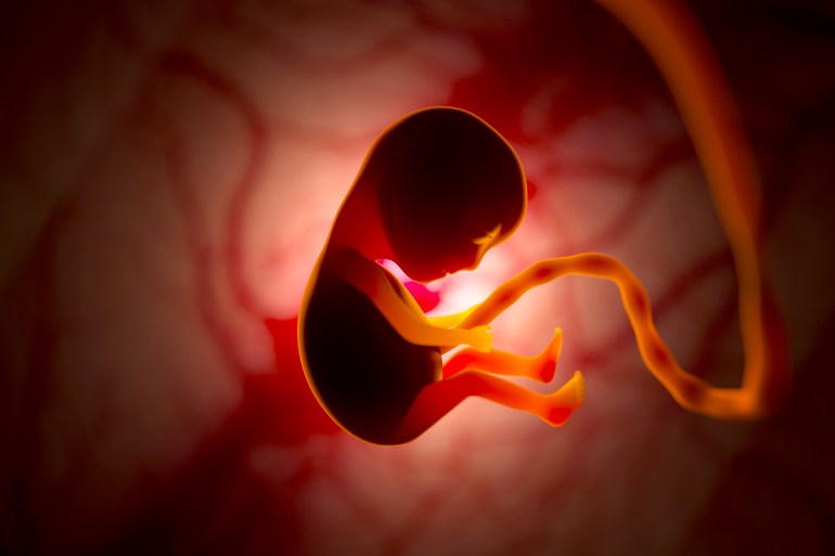 The development of a human embryo inside the womb during pregnancy. Little baby 3d illustration