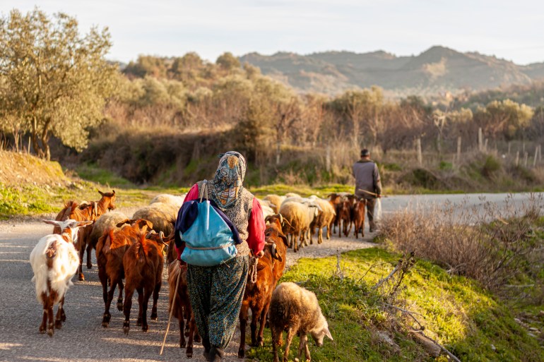 Two villagers are bringing the herd back from grazing at the end of the day. A rural area in western Anatolian region of Turkey near Manisa province. Villagers wearing traditional clothes