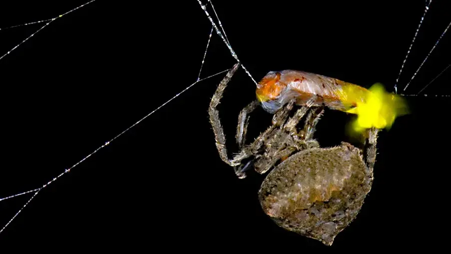 يعتمد العنكبوت المنسوج Araneus ventricosus في الصين، على إشارات اليراعات المضيئة لجذب فرائسه، حيث تستغل هذه العناكب اليراعات التي تستخدم وميضًا متوهجًا للتواصل خلال موسم التزاوج، حيث تصدر اليراعات الذكور نبضات متعددة بينما تصدر الإناث وميضًا أحاديًا.